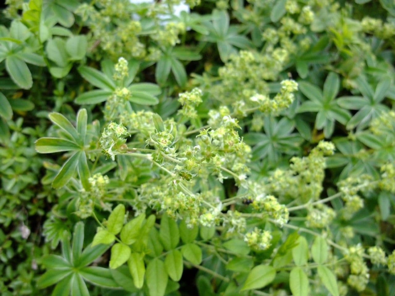 Alchemilla congiunta 6