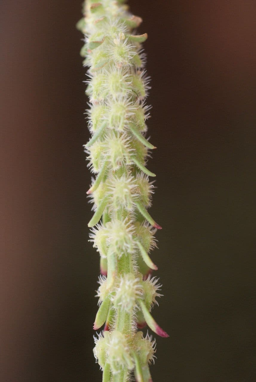 Valantia hispida 8