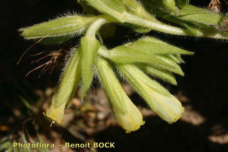 Onosma