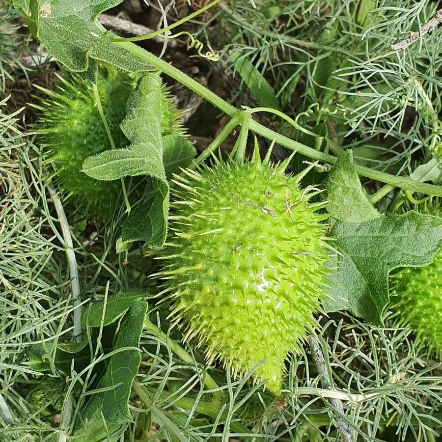 Großfruchtige Marah 2