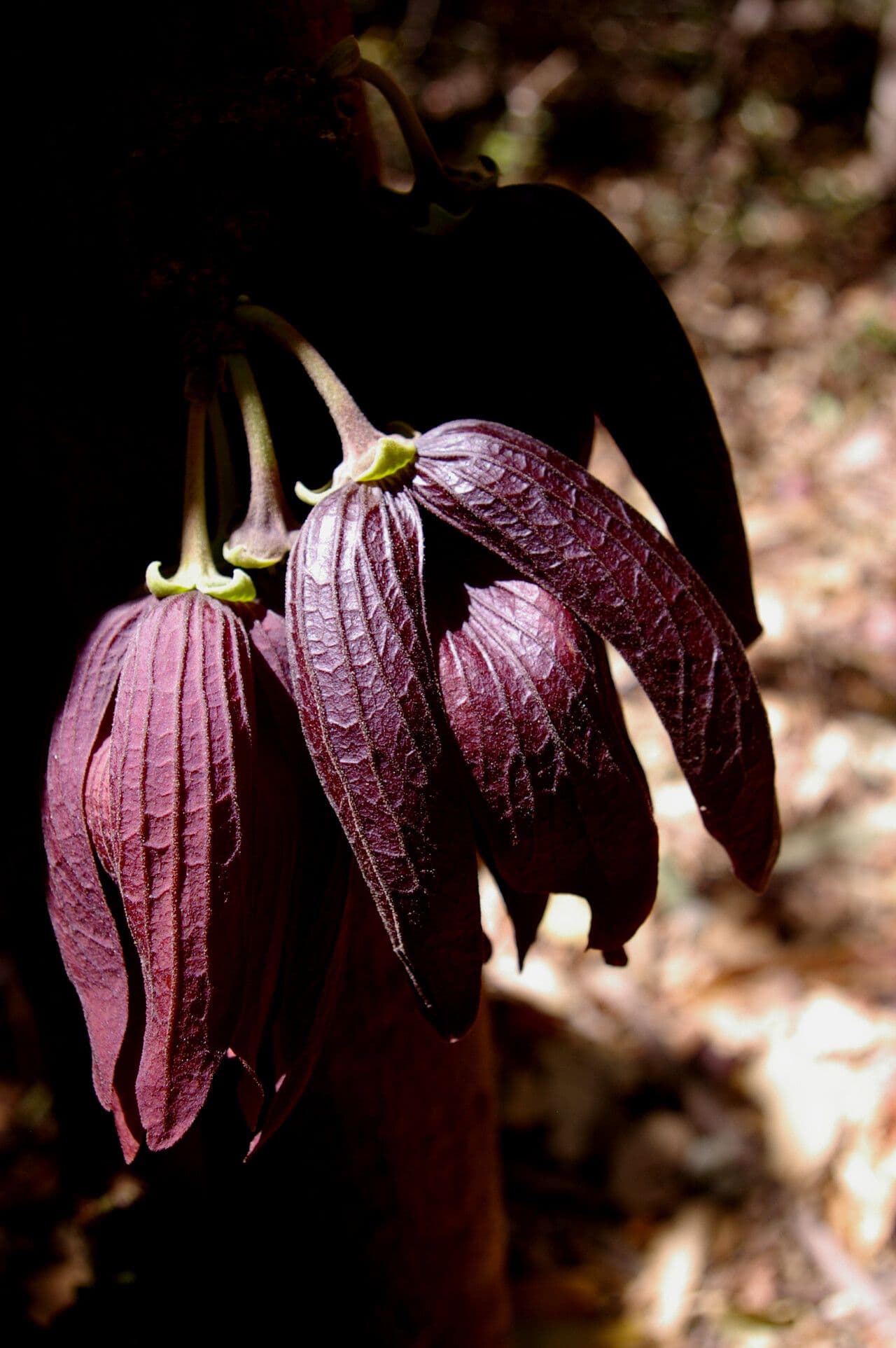 Sapranthus 6