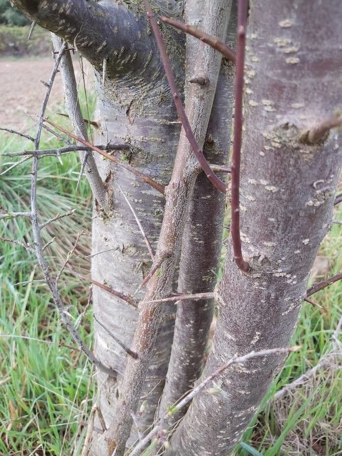 Prunus tomentosa 23