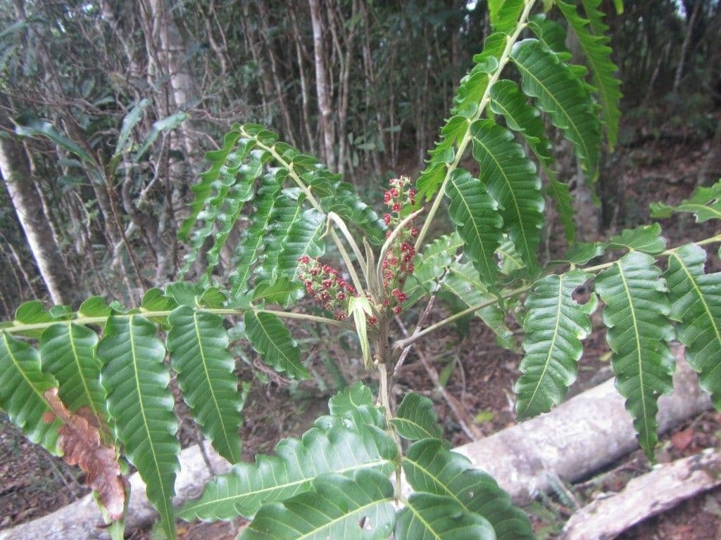 Elattostachys 9