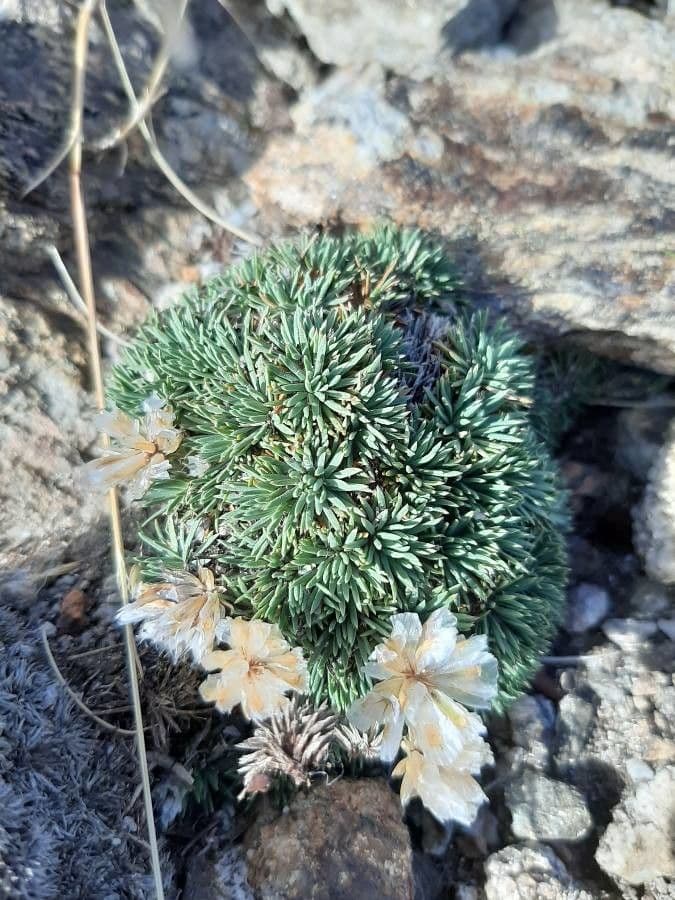 Armeria ruscinonensis 11
