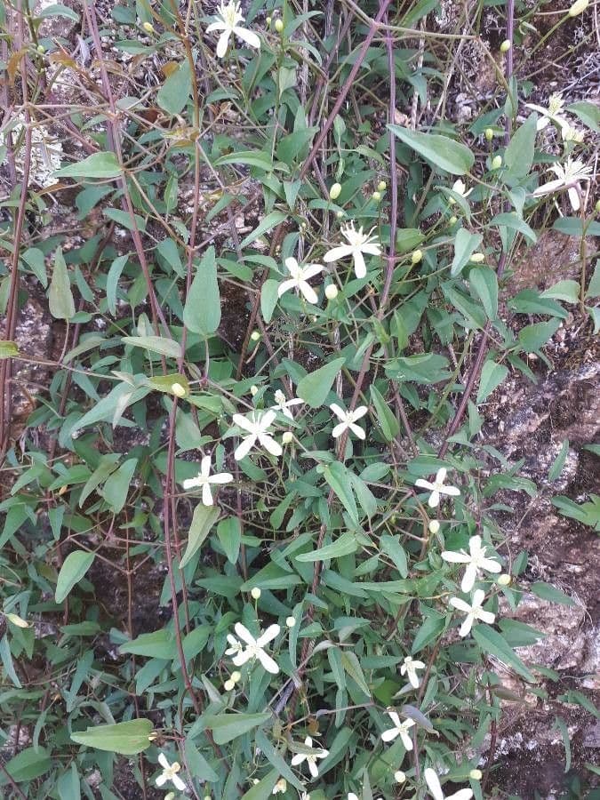 Clematis recta 18