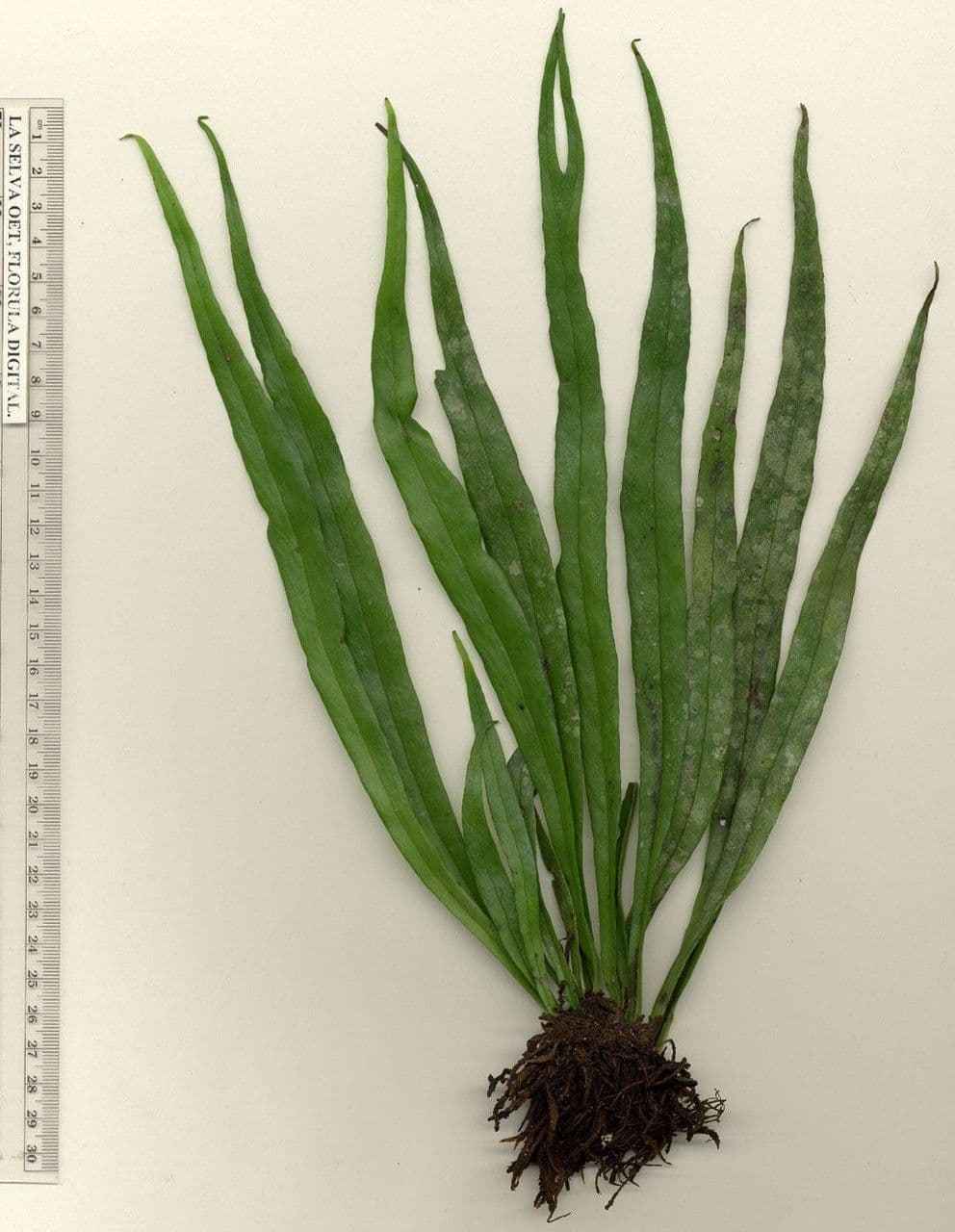 Polytaenium 4