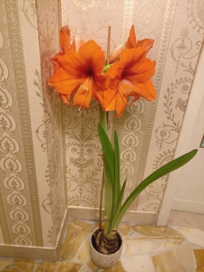 Amaryllis regina 13