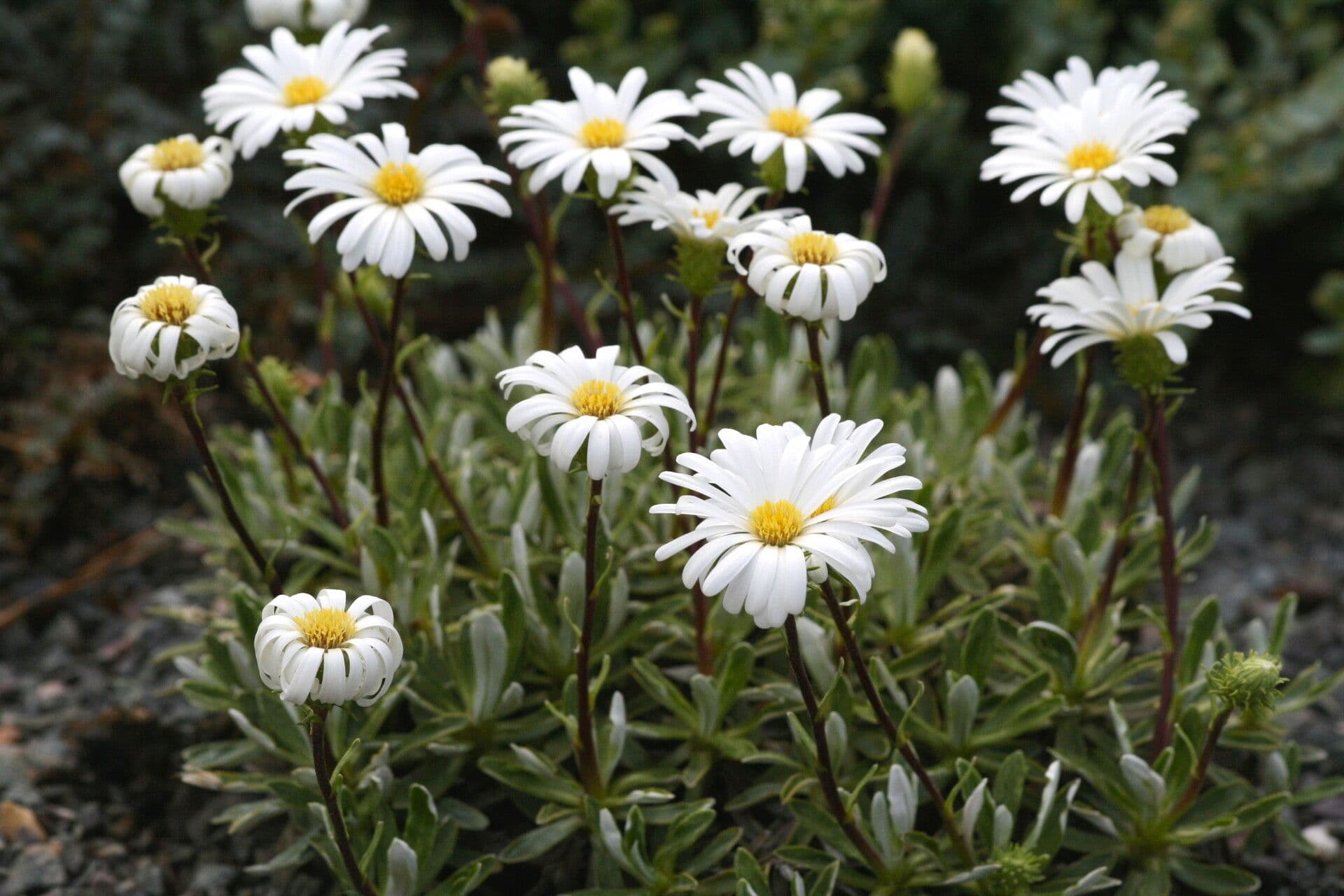 Celmisia angustifolia 2