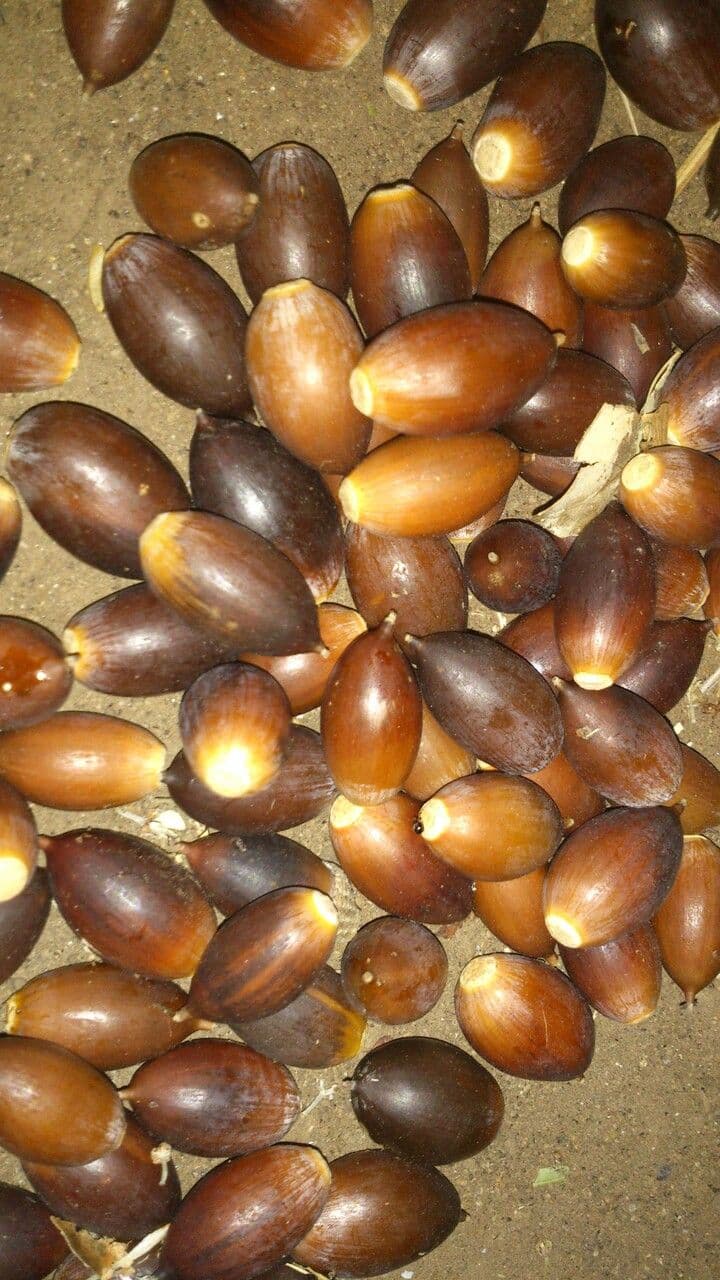 Quercia 4