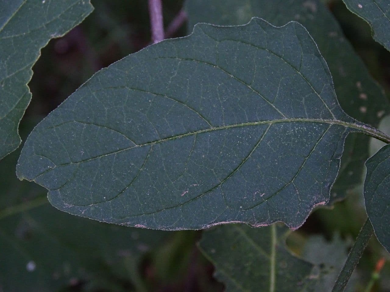 Solanum douglasii 17