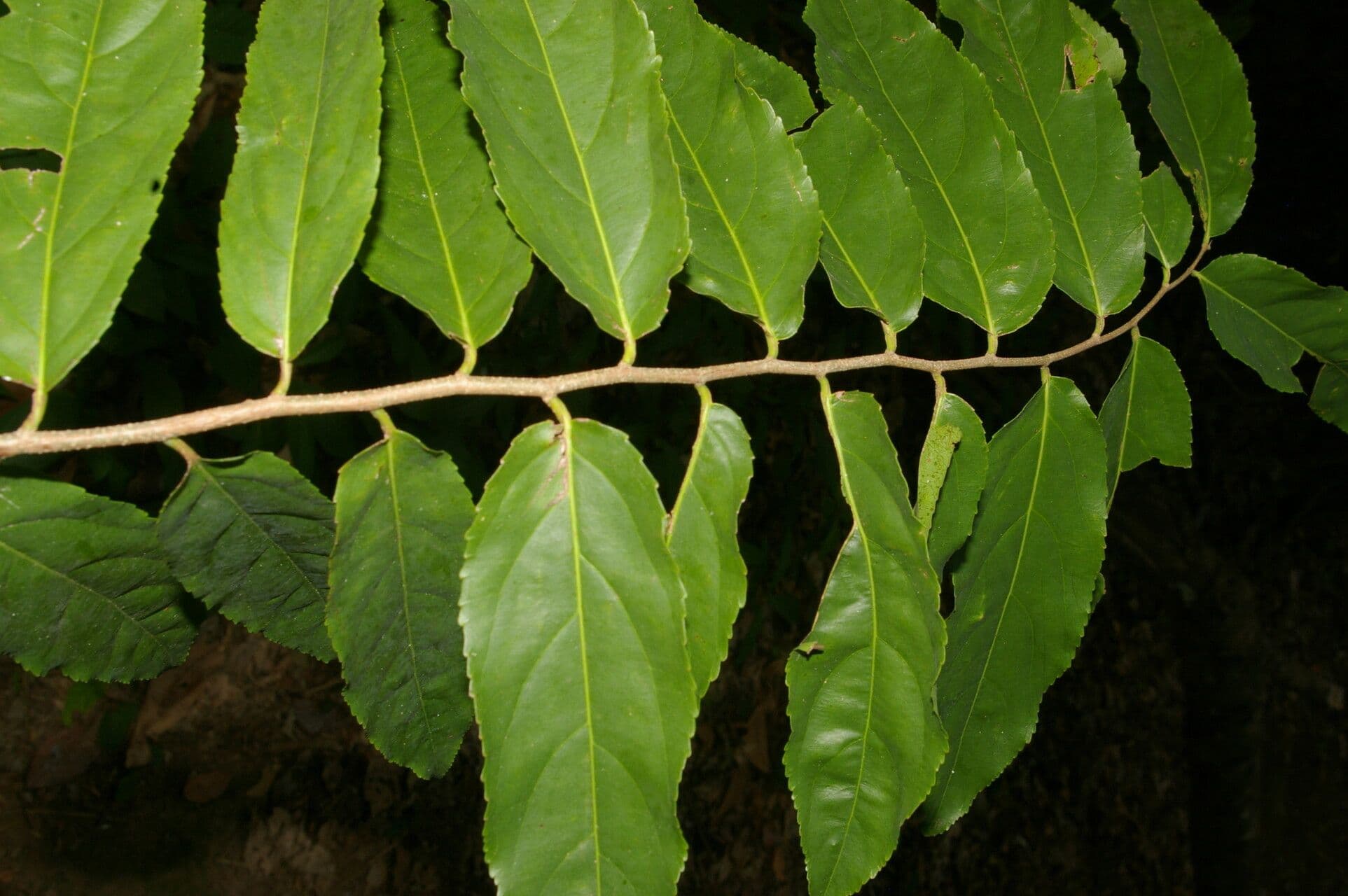 Xylosma 6