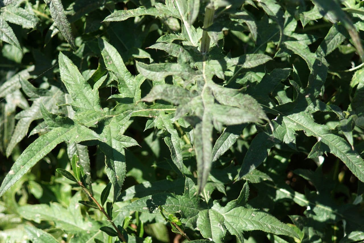 Echinops spinosissimus 19