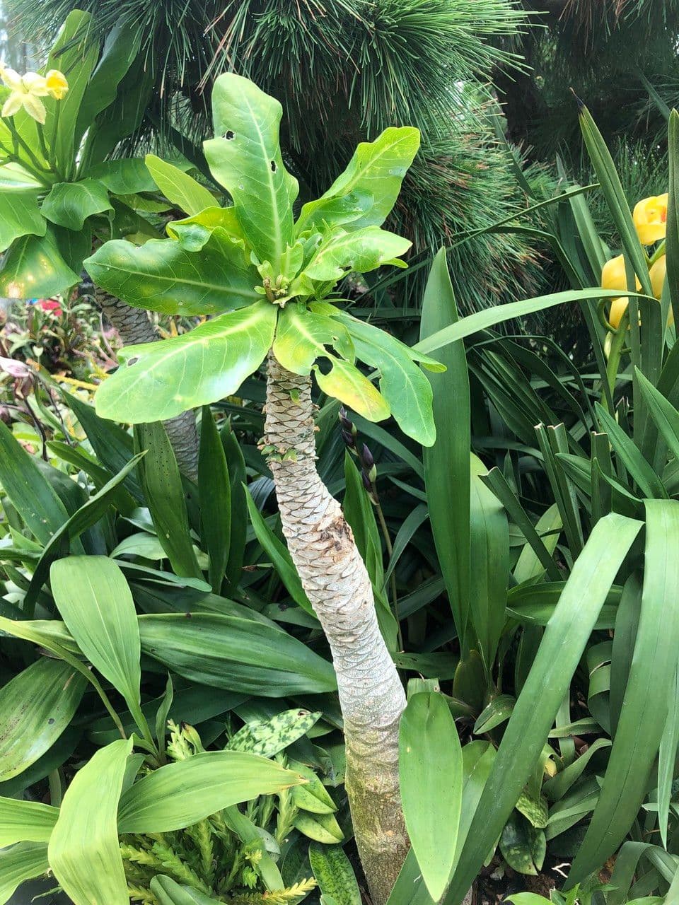 ʻŌlulu 10