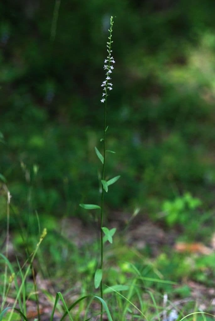 Lobelia spicata 9
