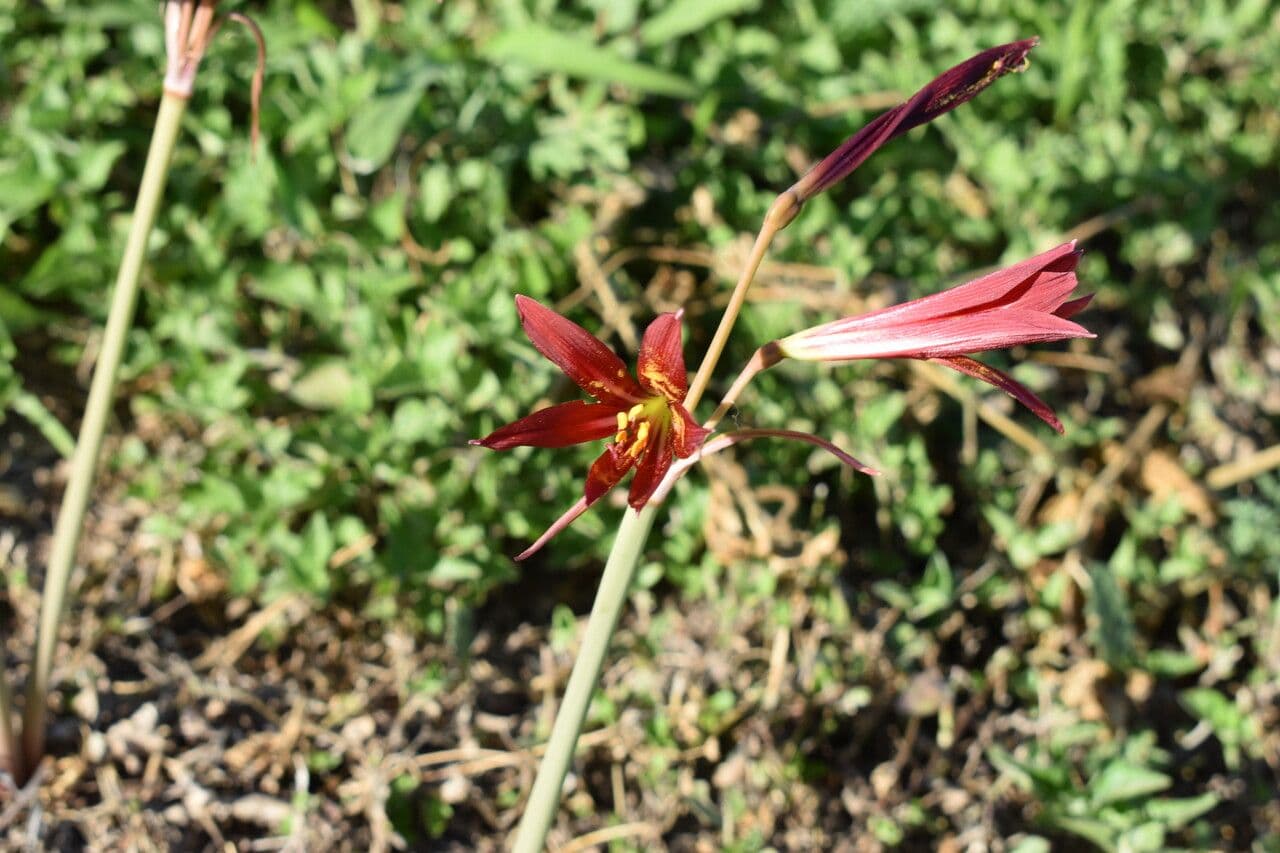 Rhodophiala 3