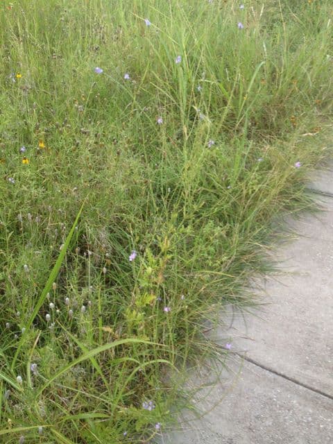 Verbena 3