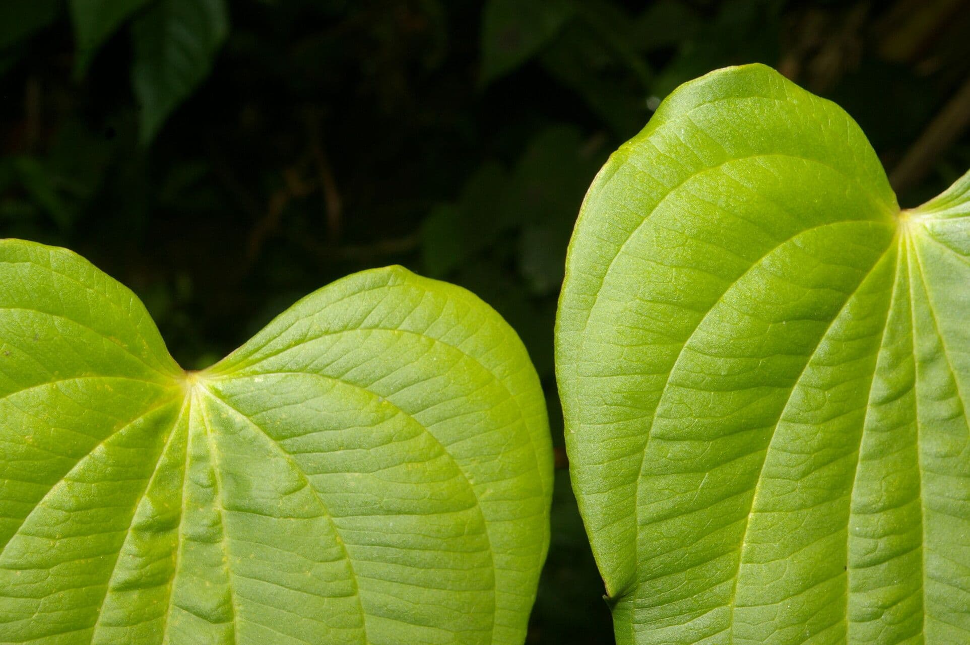 Dioscorea di Standley 5