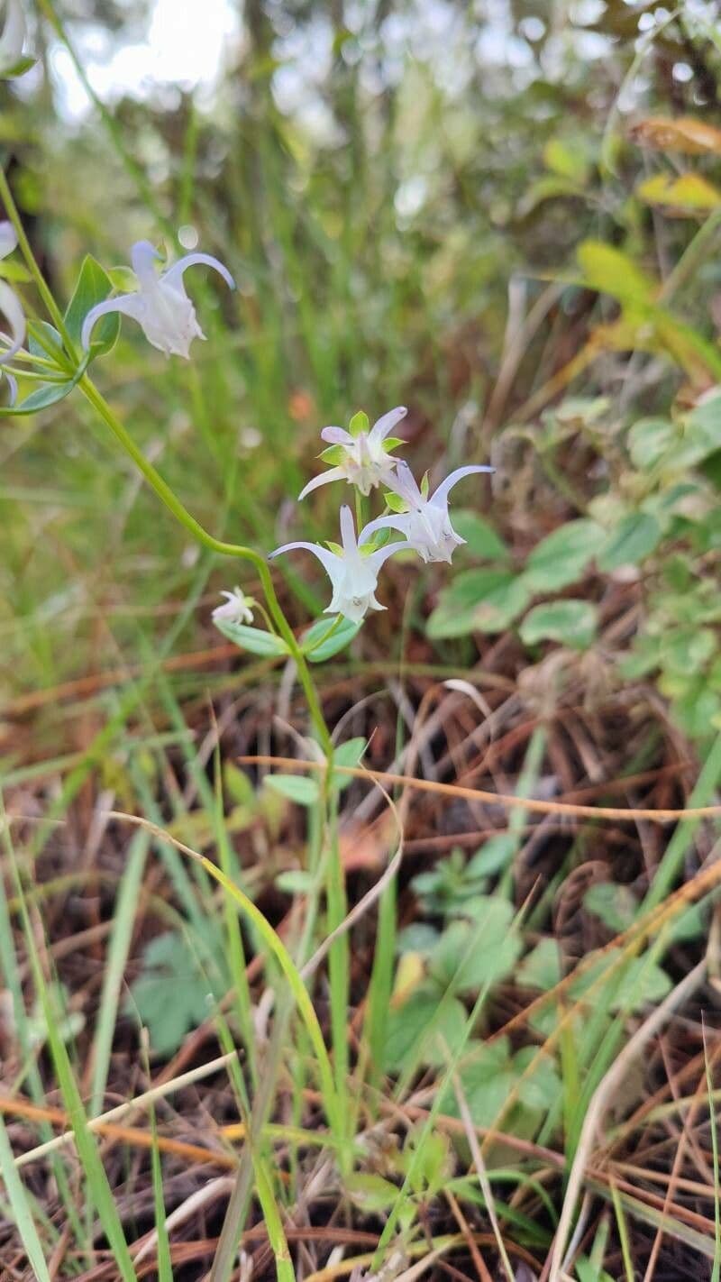 Halenia eliptická
