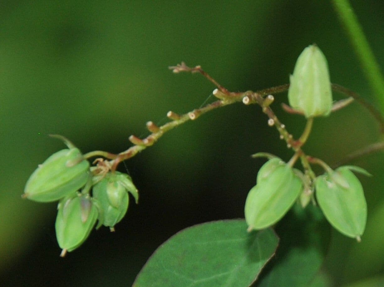 Acetosa di Barrelier