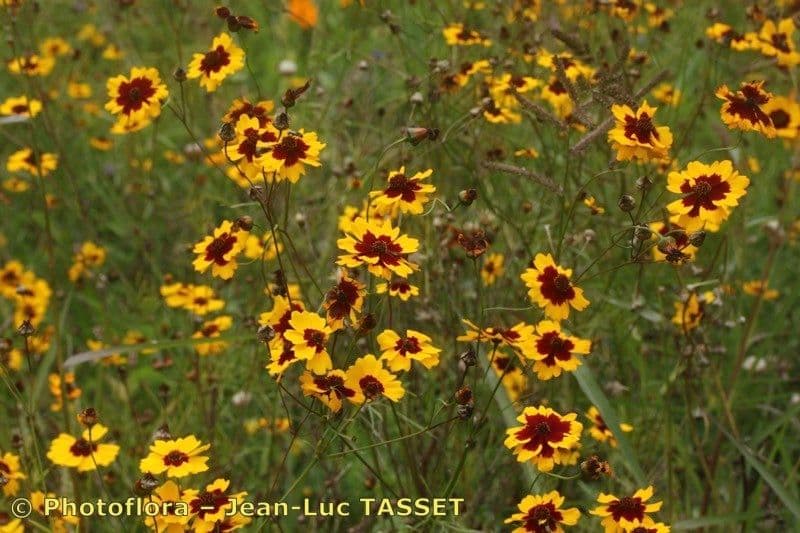 Färber-Mädchenauge 27