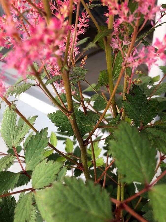 Astilbe giapponese 23