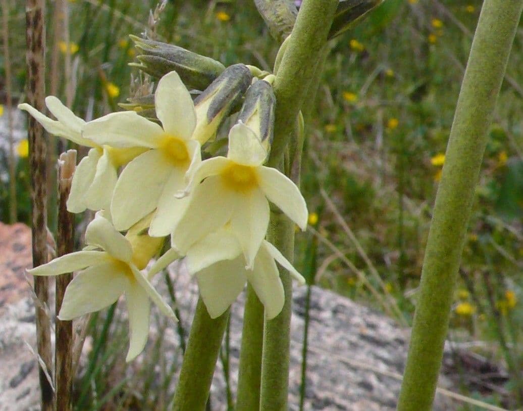 Primula 4