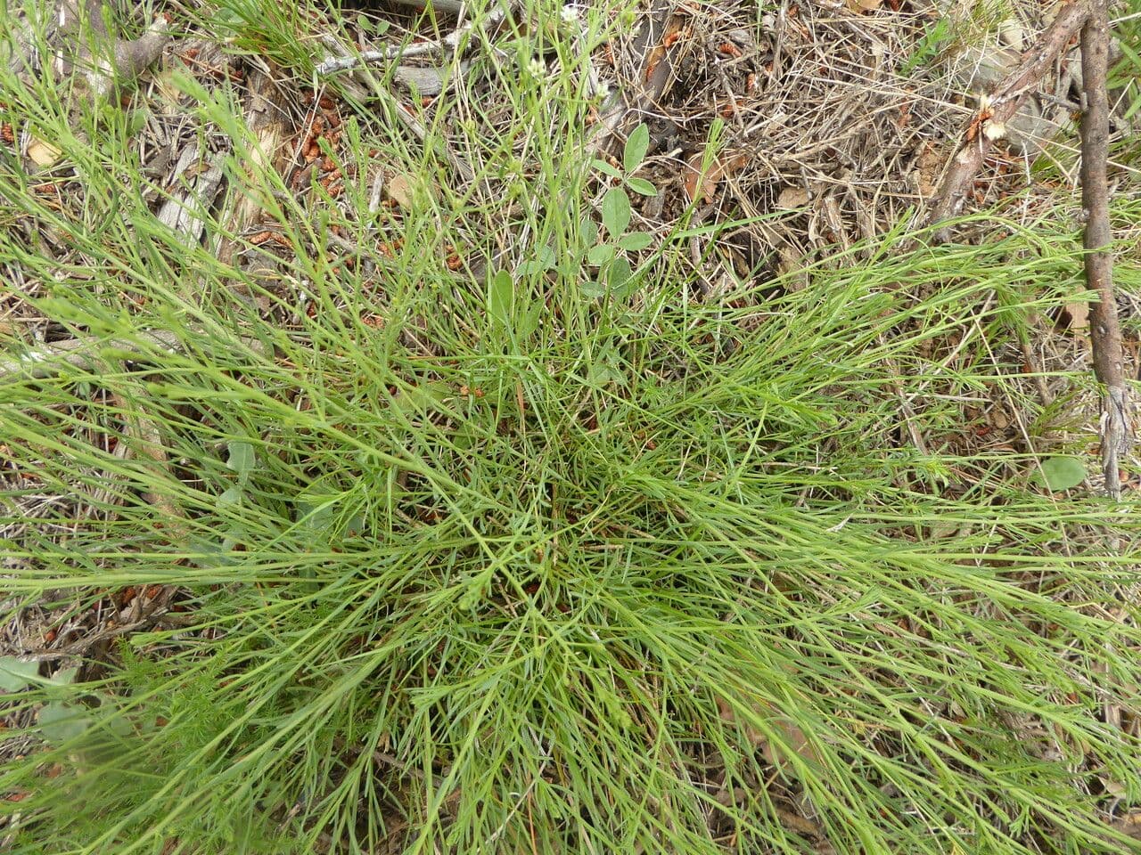 Bastard toadflax 12