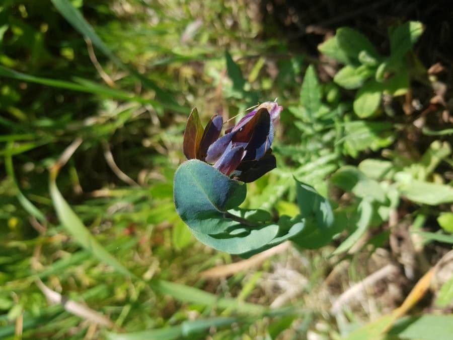 Cerinthe maggiore 6