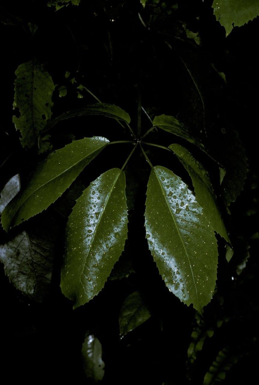 Schefflera digitata 2