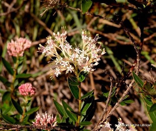 Normandia neocaledonica 8