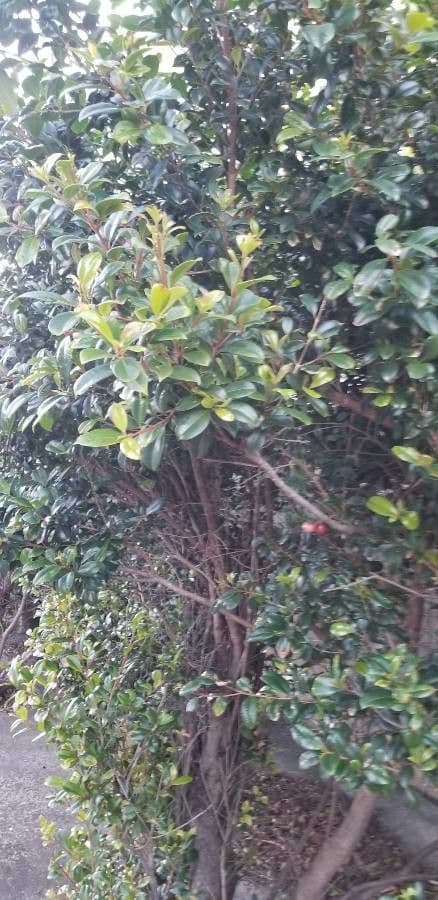 Syzygium paniculatum 11