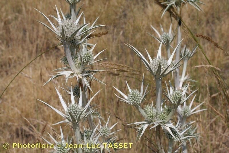 Eryngium glaciale 6