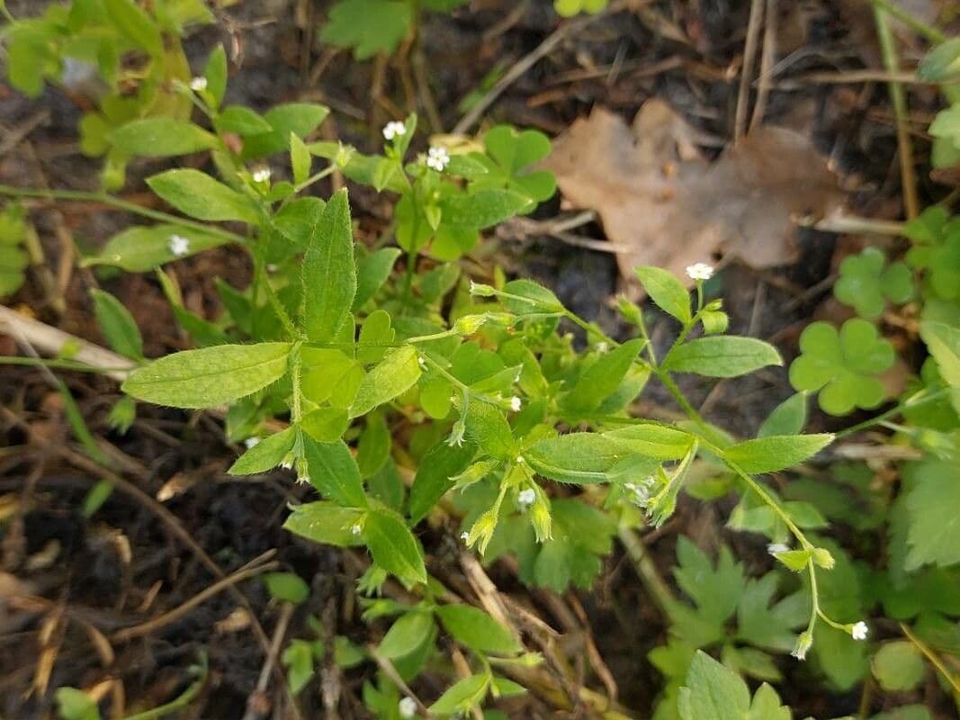 Myosotis à fleurs rares 2