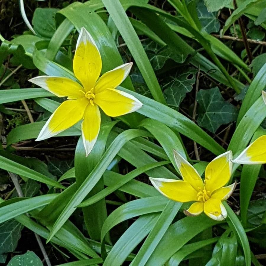 Tulipano selvatico 20