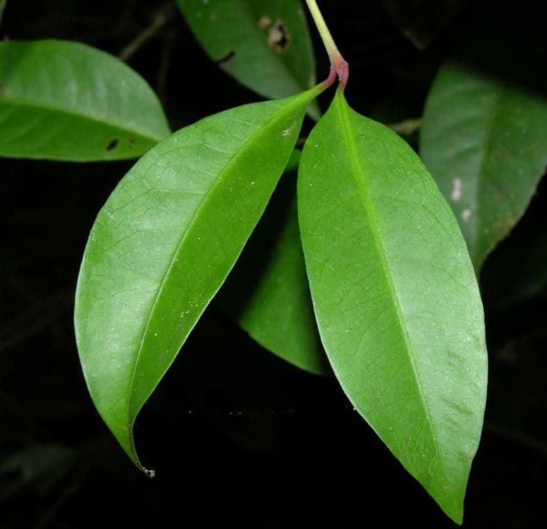 Ixora nicaraguense 12