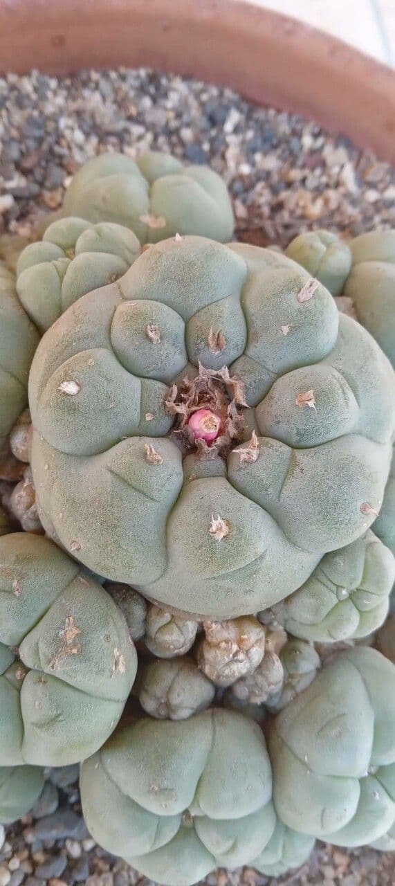 Peyote 22