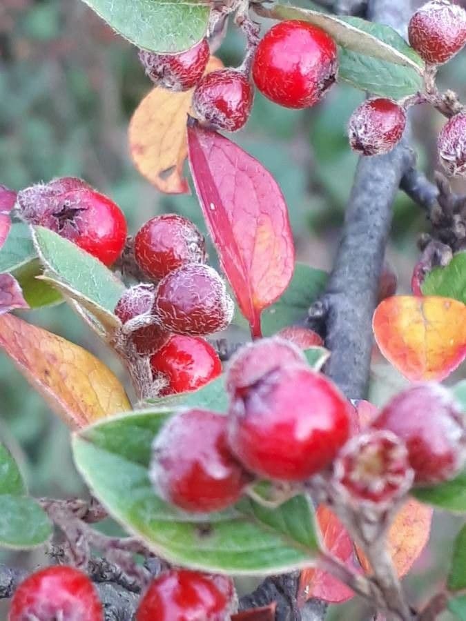 Cotonéaster commun 3