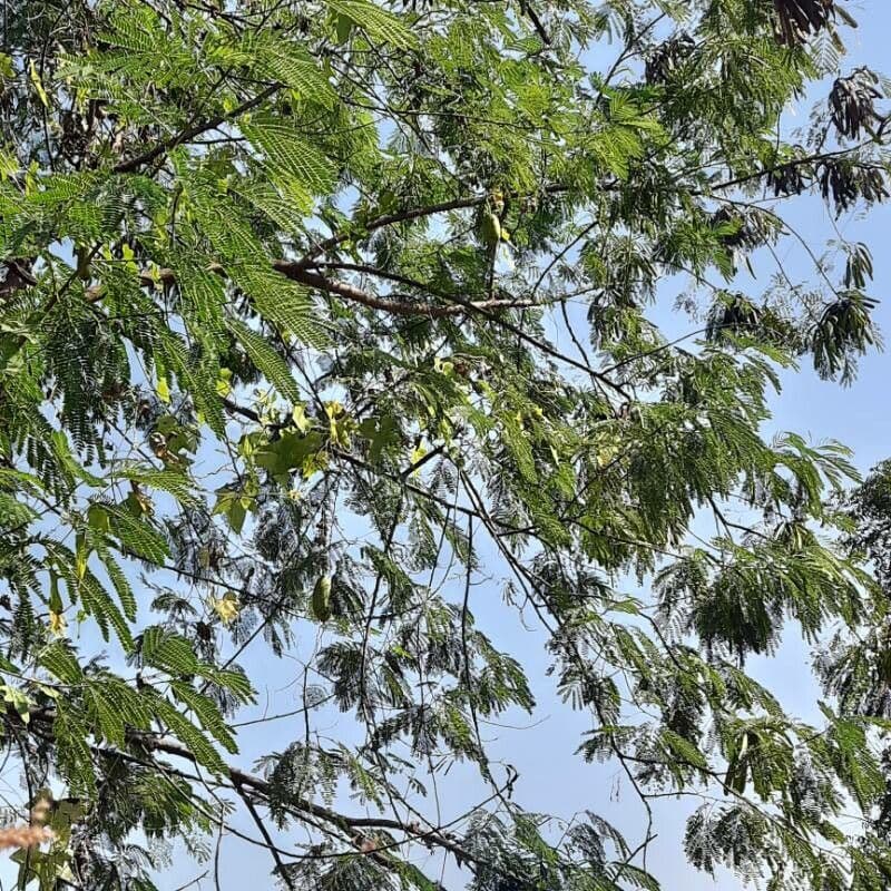 Anadenanthera 11