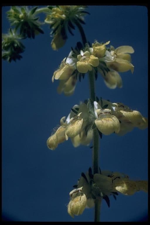Collinsia tinctoria 2