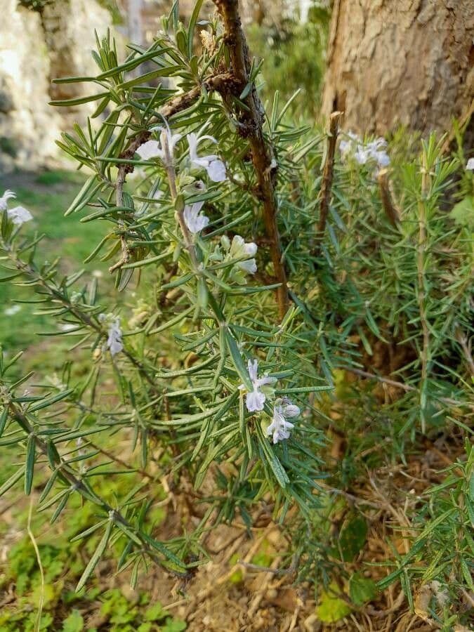 Rozmarýn lékařský 28