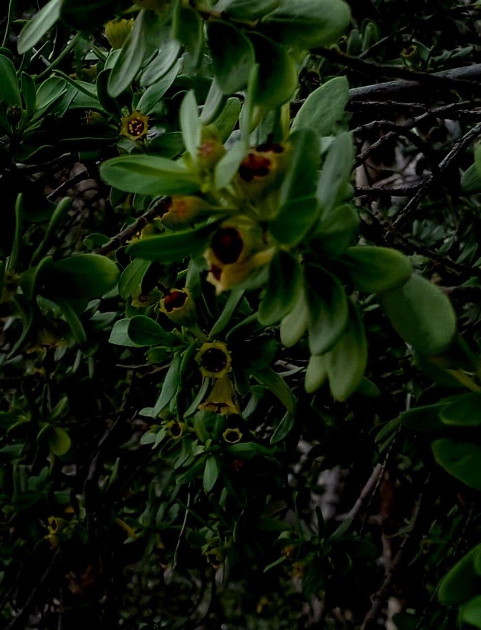 Pemphis acidula