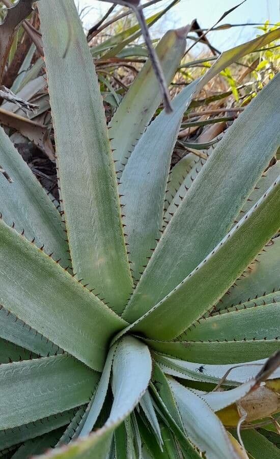 Puya 7