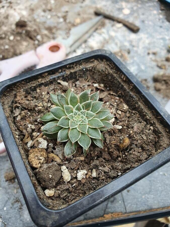 Graptopetalum