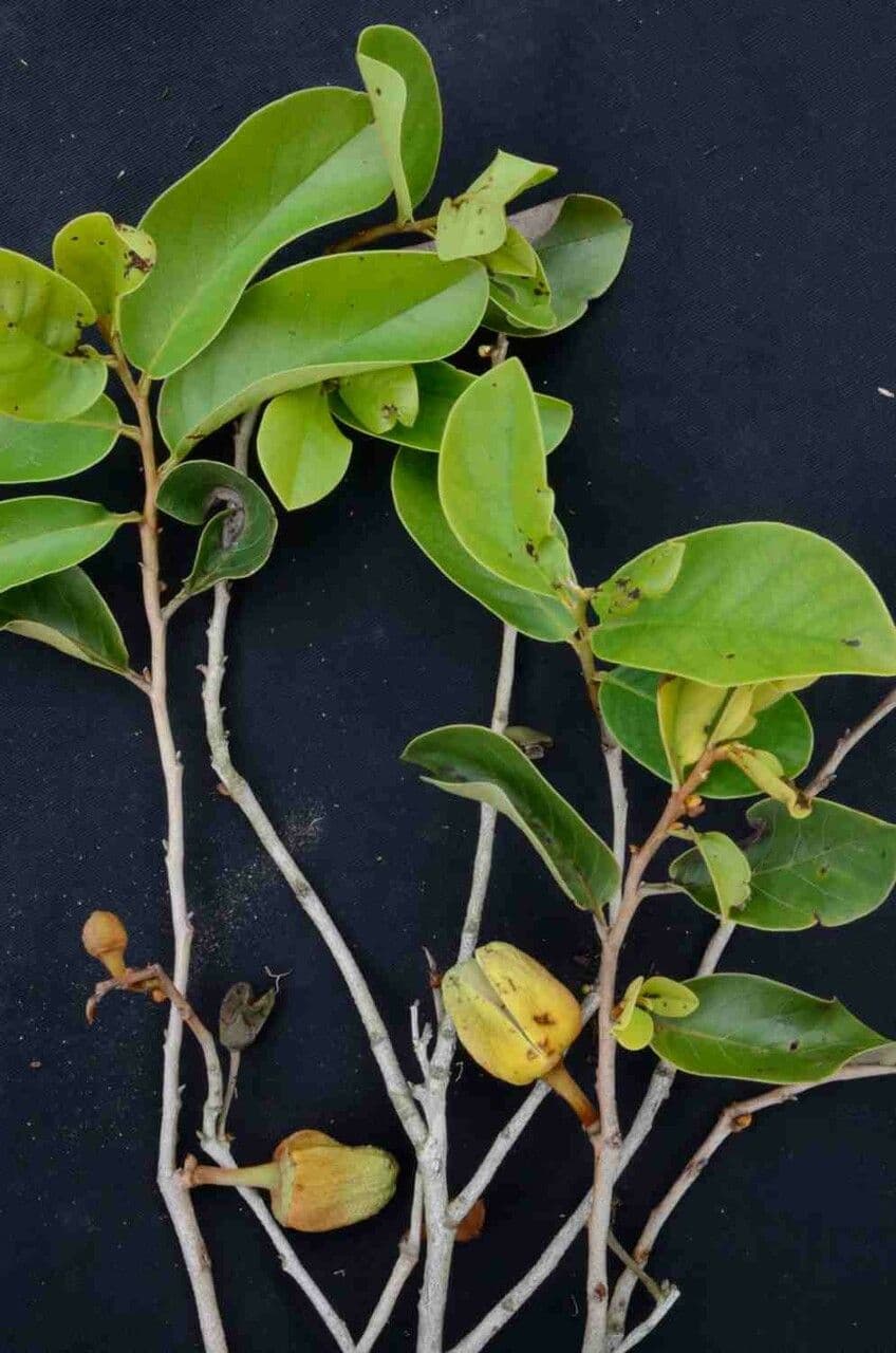 Annona crassiflora 15