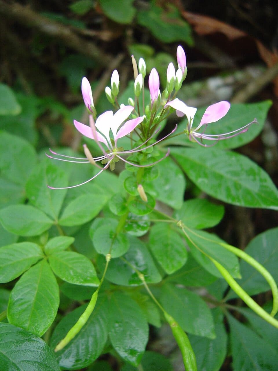Cleome