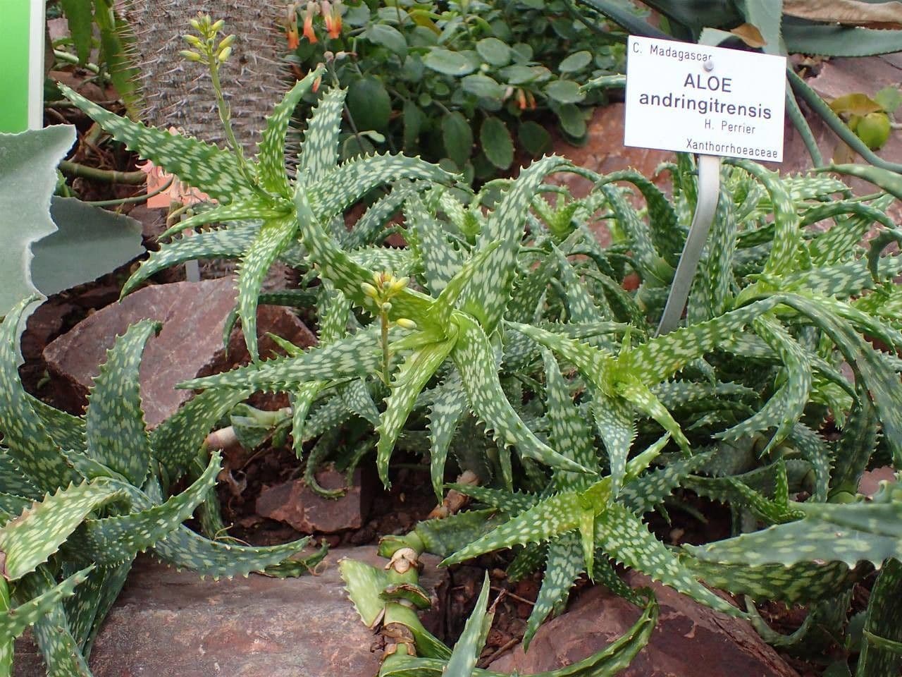 Aloe