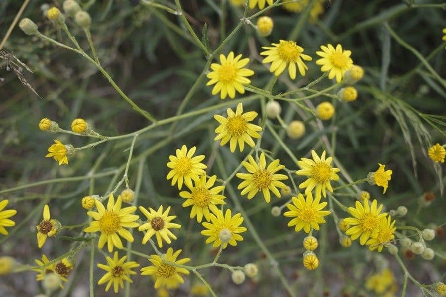 Senecio pterophorus 10