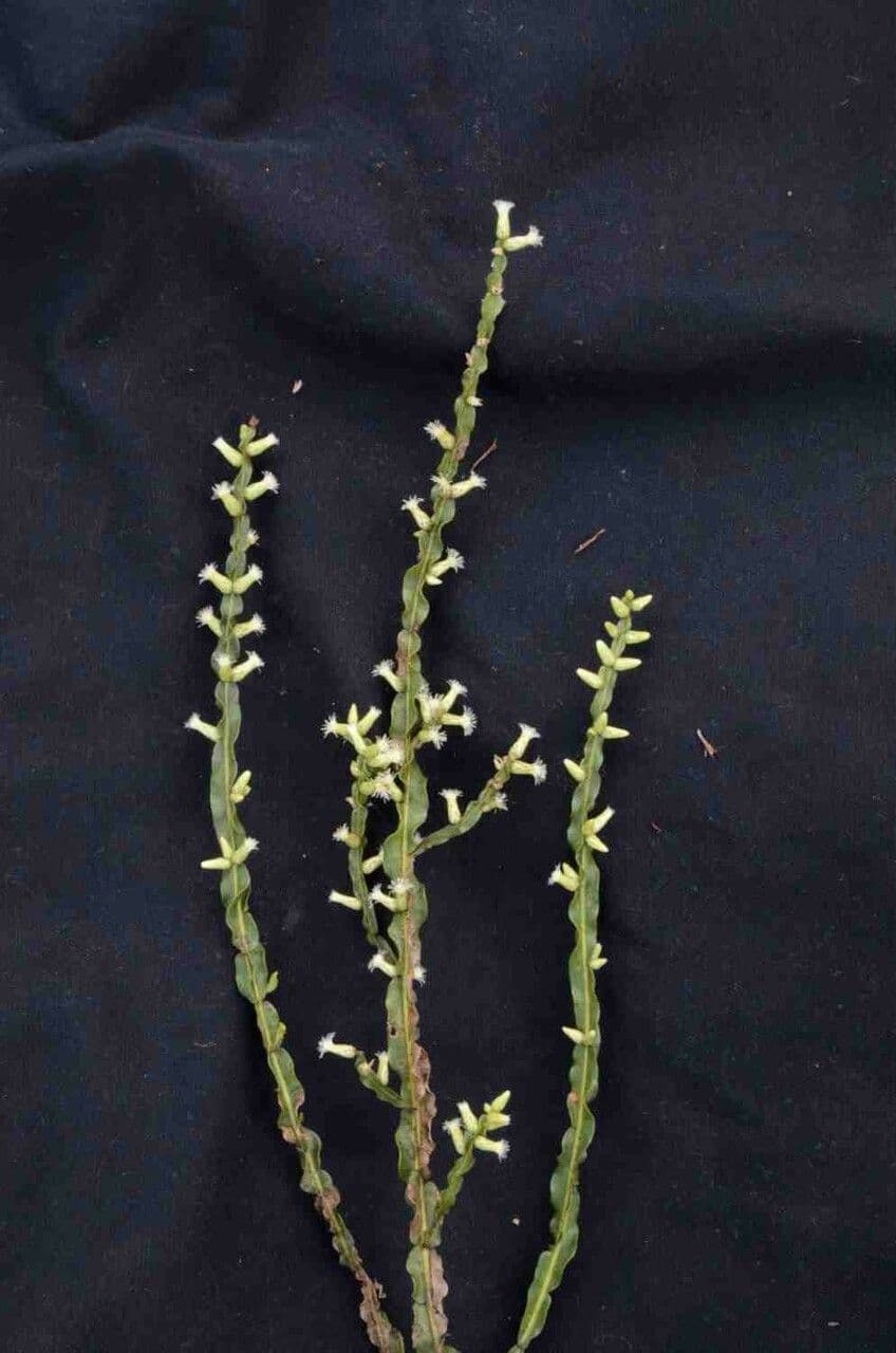 Baccharis 3