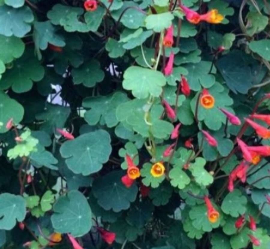 Tropaeolum