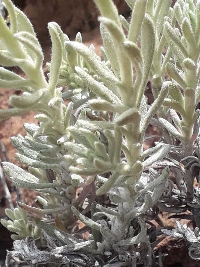Senecio 4